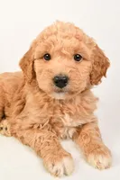 Roxy, a female Miniature Goldendoodle for sale in Dundee, OH – Photo 4 of 5