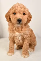 Roxy, a female Miniature Goldendoodle for sale in Dundee, OH – Photo 2 of 5