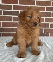 Ellie, a female Miniature Goldendoodle for sale in Dundee, OH – Photo 3 of 5