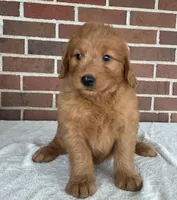 Ellie, a female Miniature Goldendoodle for sale in Dundee, OH – Photo 5 of 5