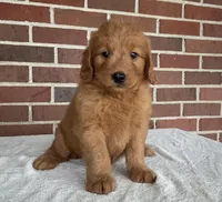 Ellie, a female Miniature Goldendoodle for sale in Dundee, OH – Photo 4 of 5