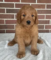 Ellie, a female Miniature Goldendoodle for sale in Dundee, OH – Photo 1 of 5