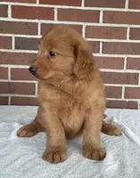 Ellie, a female Miniature Goldendoodle for sale in Dundee, OH – Photo 2 of 5