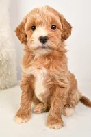 Emma, a female Miniature Goldendoodle for sale in Dundee, OH – Photo 5 of 5