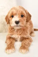 Emma, a female Miniature Goldendoodle for sale in Dundee, OH – Photo 2 of 5