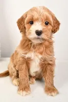 Emma, a female Miniature Goldendoodle for sale in Dundee, OH – Photo 1 of 5