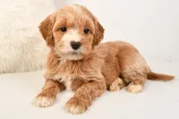 Emma, a female Miniature Goldendoodle for sale in Dundee, OH – Photo 4 of 5