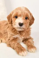 Emma, a female Miniature Goldendoodle for sale in Dundee, OH – Photo 3 of 5
