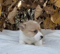 Elliot, a male Pembroke Welsh Corgi for sale in Dundee, OH – Photo 2 of 4