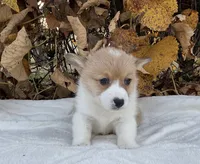 Elliot, a male Pembroke Welsh Corgi for sale in Dundee, OH – Photo 4 of 4