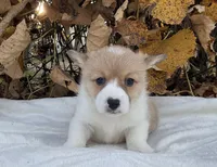 Elliot, a male Pembroke Welsh Corgi for sale in Dundee, OH – Photo 1 of 4