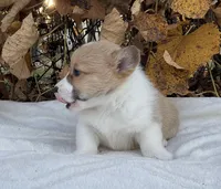 Elliot, a male Pembroke Welsh Corgi for sale in Dundee, OH – Photo 3 of 4