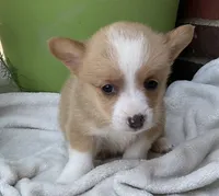 Conner, a male Pembroke Welsh Corgi for sale in Dundee, OH – Photo 2 of 4