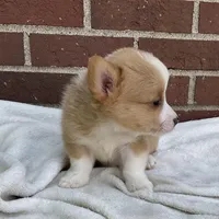 Conner, a male Pembroke Welsh Corgi for sale in Dundee, OH – Photo 3 of 4