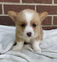 Conner, a male Pembroke Welsh Corgi for sale in Dundee, OH – Photo 1 of 4