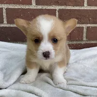 Conner, a male Pembroke Welsh Corgi for sale in Dundee, OH – Photo 4 of 4