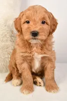 Molly, a female Miniature Goldendoodle for sale in Dundee, OH – Photo 4 of 5