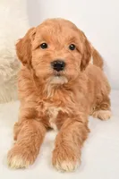 Molly, a female Miniature Goldendoodle for sale in Dundee, OH – Photo 3 of 5