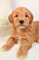 Molly, a female Miniature Goldendoodle for sale in Dundee, OH – Photo 5 of 5