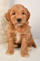 Molly, a female Miniature Goldendoodle for sale in Dundee, OH – Photo 2 of 5