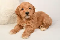 Molly, a female Miniature Goldendoodle for sale in Dundee, OH – Photo 1 of 5