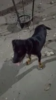 brewski, a male Rottweiler and American Hairless Terrier for sale in San Francisco, CA – 2 of 3