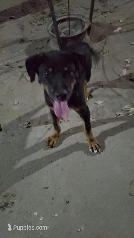 brewski – Rottweiler, American Hairless Terrier puppy for sale in San Francisco, CA
