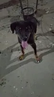 brewski, a male Rottweiler and American Hairless Terrier for sale in San Francisco, CA – 1 of 3