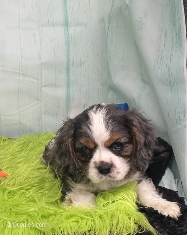 Trevor – Cavalier King Charles Spaniel, Cockalier puppy for sale in Seymour, MO