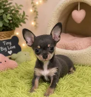 Paco, a male Chihuahua for sale in Seymour, MO – 1 of 2
