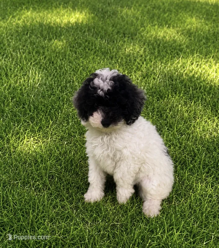 Mandy – Poodle - Toy  puppy for sale in Seymour, MO