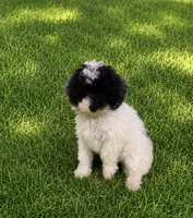 Mandy, a female Poodle - Toy  for sale in Seymour, MO – 1 of 1