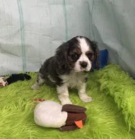 Trevor, a male Cavalier King Charles Spaniel and Cockalier for sale in Seymour, MO – 3 of 3
