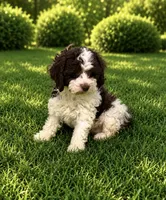 Lilly, a female Cavapoo for sale in Seymour, MO – 1 of 1