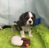 Trevor, a male Cavalier King Charles Spaniel and Cockalier for sale in Seymour, MO – 2 of 3