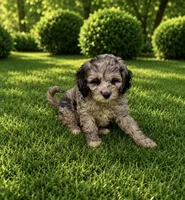 Milly, a female Cavapoo for sale in Seymour, MO – 1 of 1
