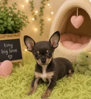 Paco, a male Chihuahua for sale in Seymour, MO – 2 of 2
