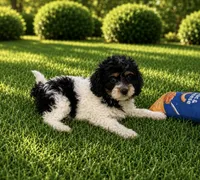 Kali, a female Cavapoo for sale in Seymour, MO – 1 of 1