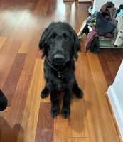 Noir, a male Labradoodle for sale in Warrenton, VA – 4 of 5