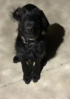Noir, a male Labradoodle for sale in Warrenton, VA – 5 of 5