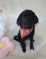 Noir, a male Labradoodle for sale in Warrenton, VA – 2 of 5