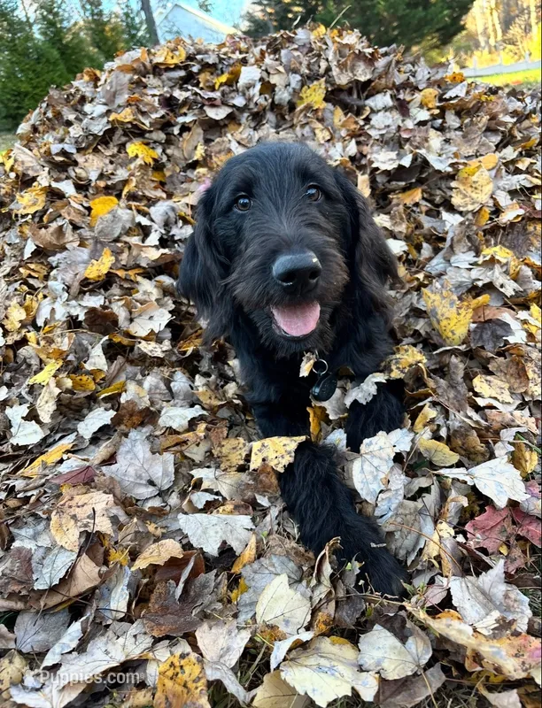 Noir – Labradoodle puppy for sale in Warrenton, VA