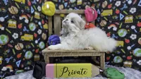 Private, a male Japanese Chin for sale in Johnson City, TN – 2 of 5