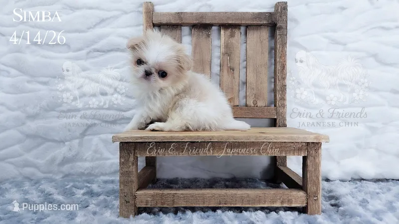 Simba – Japanese Chin puppy on hold in Johnson City, TN