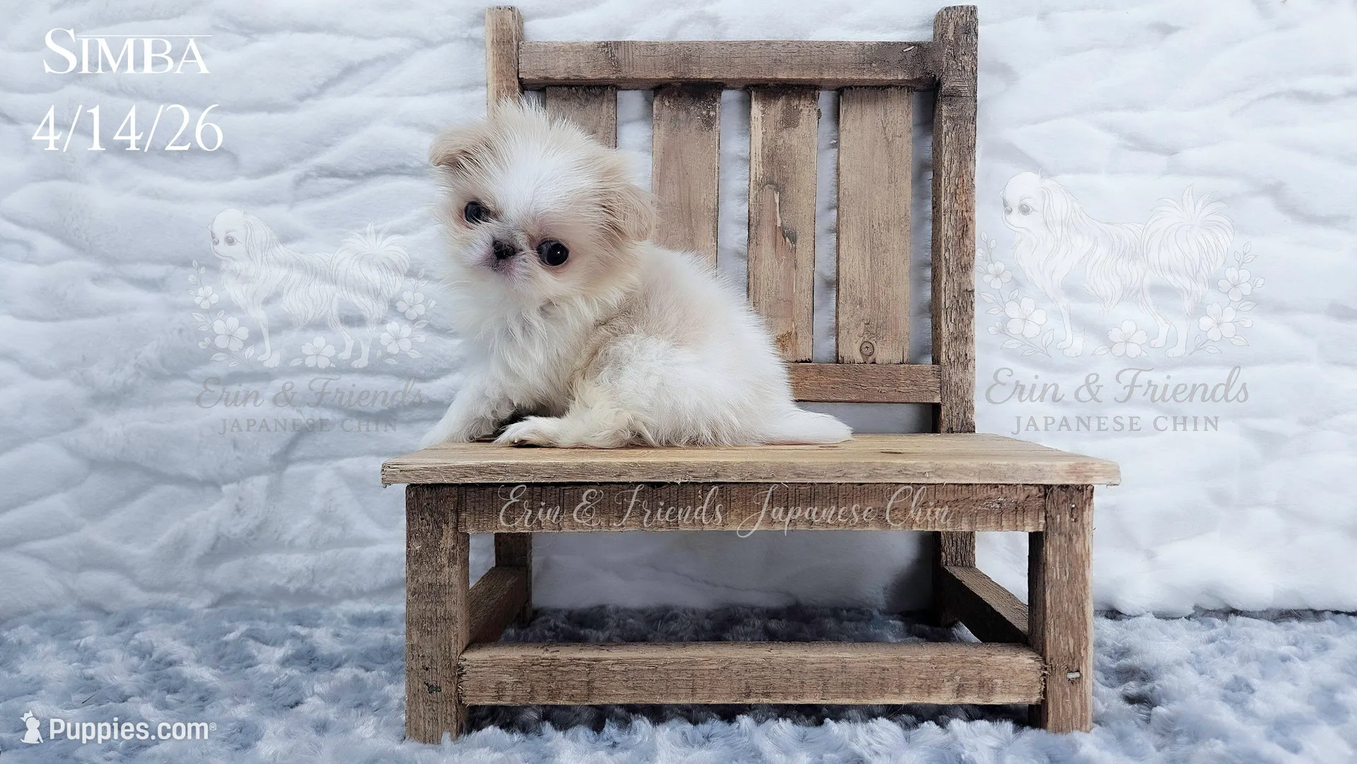 Simba, a male Japanese Chin for sale in Johnson City, TN – 1 of 8