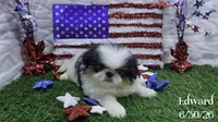 Edward, a male Japanese Chin for sale in Johnson City, TN – 2 of 5
