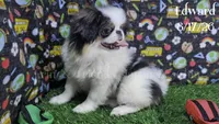 Edward, a male Japanese Chin for sale in Johnson City, TN – 2 of 10