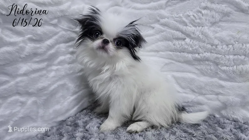 Nidorina – Japanese Chin puppy for sale in Johnson City, TN