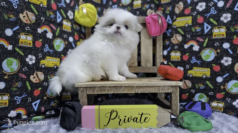 Private – Japanese Chin puppy for sale in Johnson City, TN