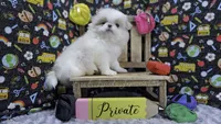 Private, a male Japanese Chin for sale in Johnson City, TN – 1 of 5
